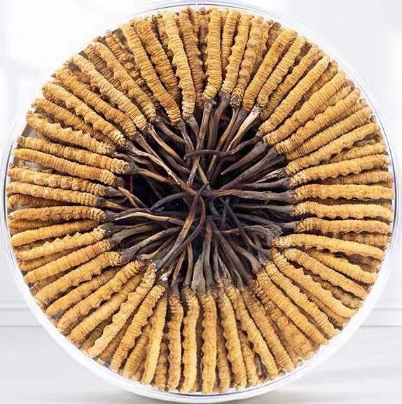 金湾冬虫夏草回收